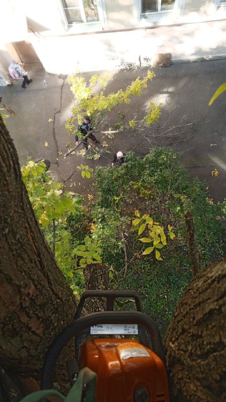 Арбористика